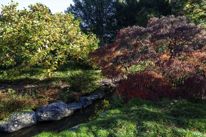Framed Print : Plants in autumn colours, Japanese Garden Framed Print : Plants in autumn colours, Japanese Garden