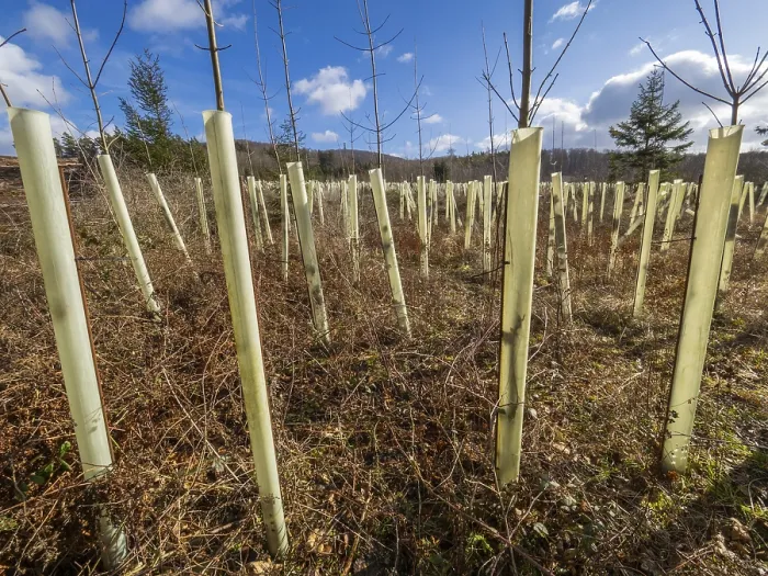 Framed Print : Plastic Tree Guards, used against deer damage