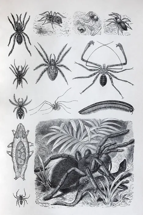Framed Print : Plate arachnids (Arachnida) and millipedes (Myriapoda)