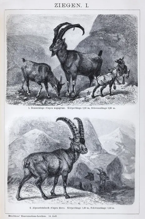 Framed Print : Plate with bezoar goat (Capra aegargus) and Alpine ibex (Capra ibex)