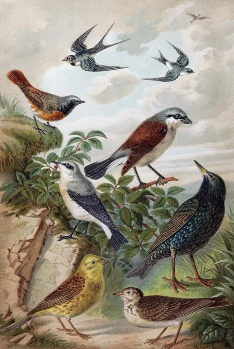 Framed Print : Plate of Central European songbirds Framed Print : Plate of Central European songbirds