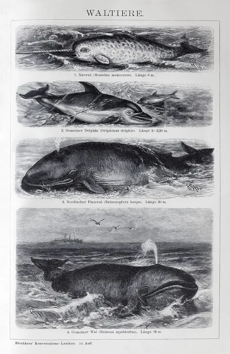 Framed Print : Plate Cetaceans, narwhal (Monodon monoceros) Framed Print : Plate Cetaceans, narwhal (Monodon monoceros)