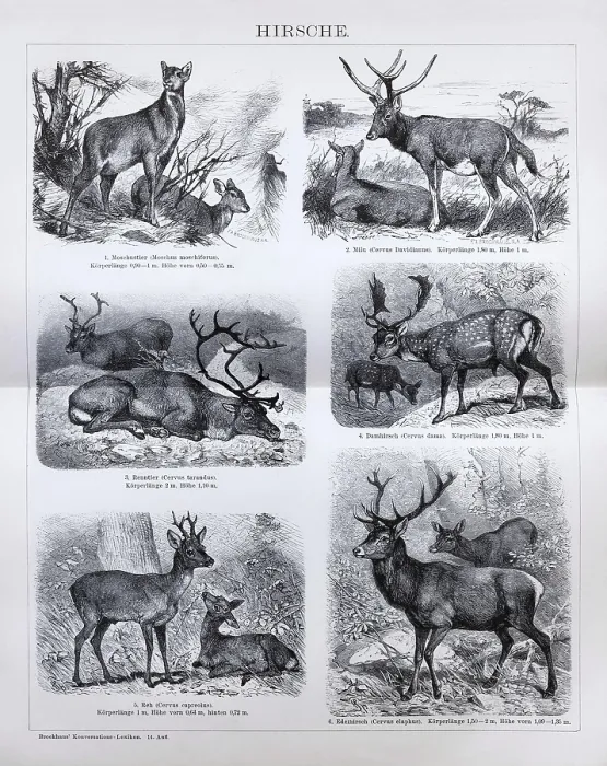 Framed Print : Plate Deer, Musk deer (Moschus moschiferus)