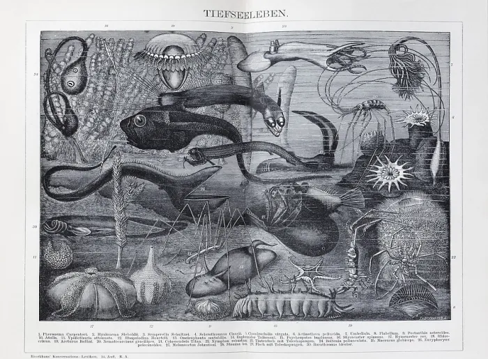 Framed Print : Plate of fantastic deep-sea creatures