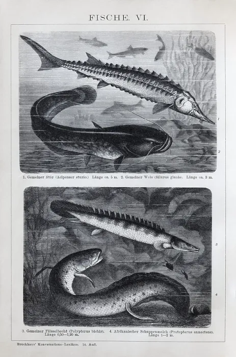 Framed Print : Plate Freshwater fish, sturgeon (Acipenser sturio)