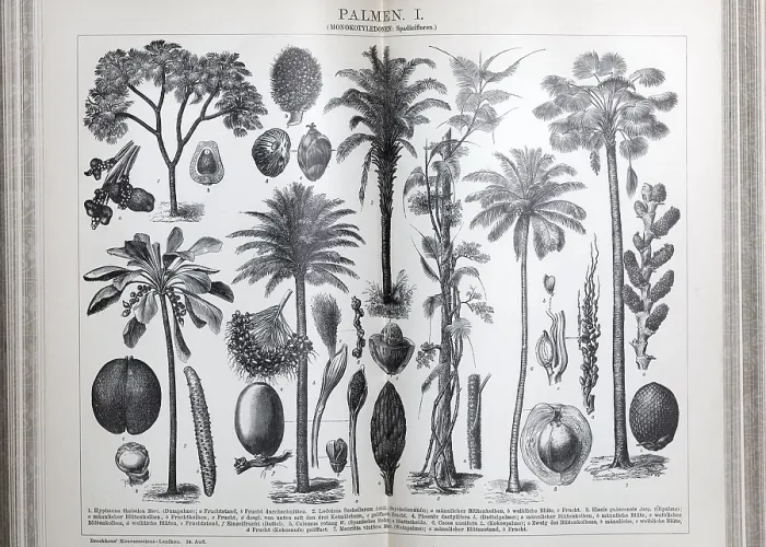 Framed Print : Plate of palm trees (monocotyledons)