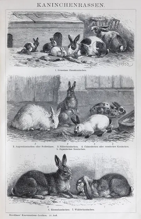 Framed Print : Plate rabbit breeds, domestic rabbit