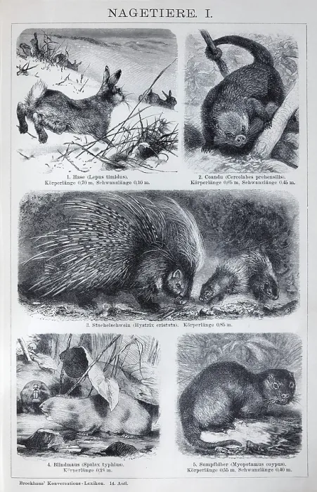 Framed Print : Plate rodents, hare (Lepus timidus)