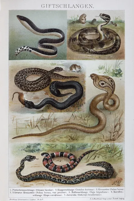 Framed Print : Plate of venomous snakes, spectacled snake (Naja naja) Framed Print : Plate of venomous snakes, spectacled snake (Naja naja)