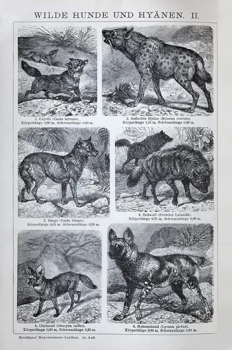 Framed Print : Plate Wild dogs and hyenas, coyote (Canis latrans)