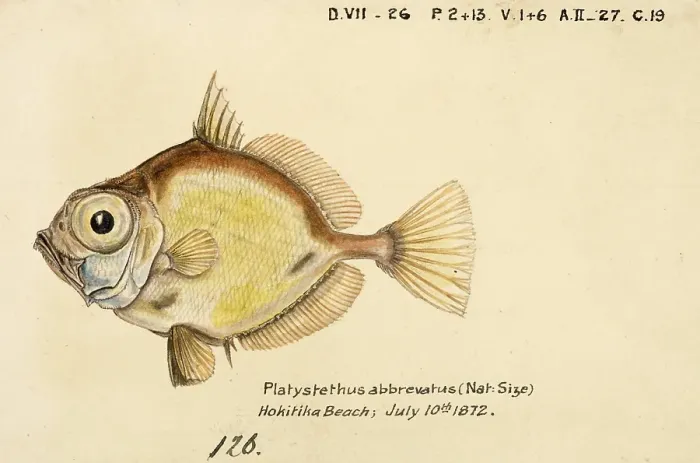 Framed Print : Platystethus abbrevatus, Capromimus abbreviatus, the capro dory, is a species of zeniontid fish, Fish, Reproduction of an original, by Frank Edward Clarke (b. 1849, d. 1899), ichthyologist and scientific draughtsman Framed Print : Platystethus abbrevatus, Capromimus abbreviatus, the capro dory, is a species of zeniontid fish, Fish, Reproduction of an original, by Frank Edward Clarke (b. 1849, d. 1899), ichthyologist and scientific draughtsman