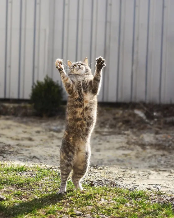 Framed Print : Playful cat on grass, front paws raised