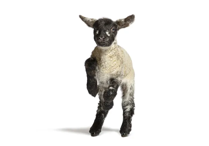 Framed Print : Playful four days old lamb jumping on a white background