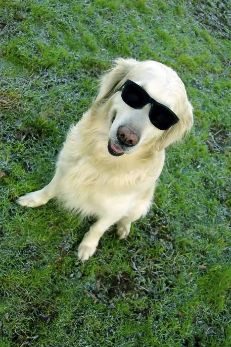 Framed Print : A playful dog sitting on grass wearing sunglasses