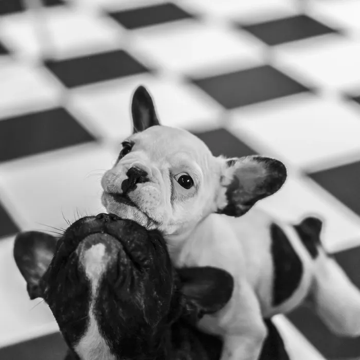 Framed Print : Two playful French bulldogs puppies Framed Print : Two playful French bulldogs puppies