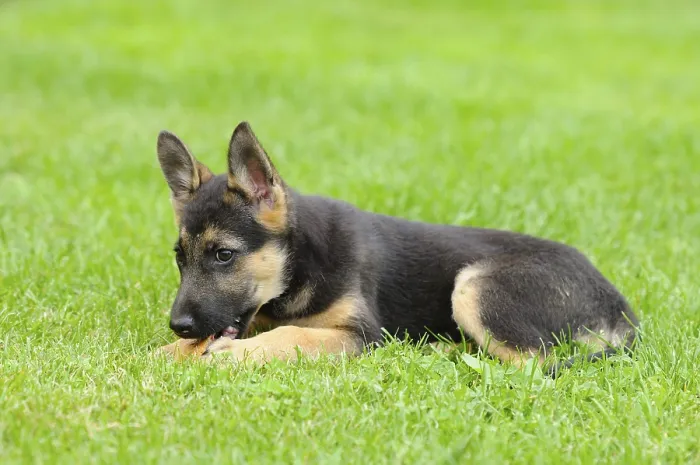 Framed Print : A playful German Shepherd puppy lies in the grass and chews Framed Print : A playful German Shepherd puppy lies in the grass and chews