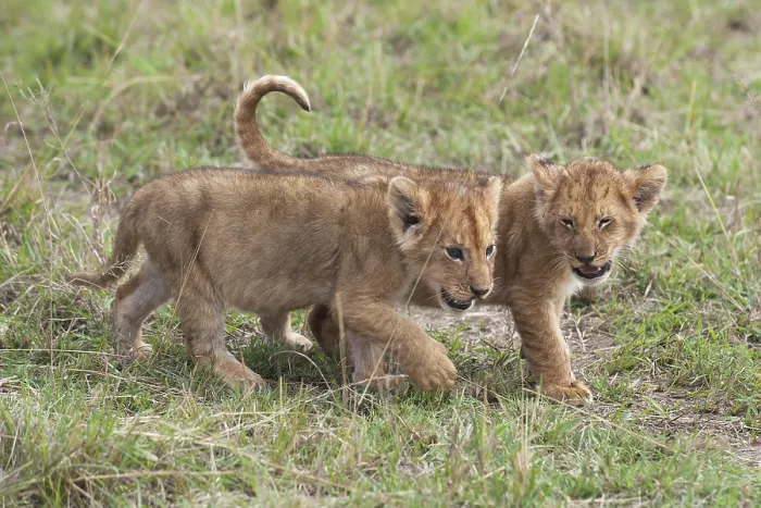 Framed Print : Playful Lion (Panthera leo) cubs