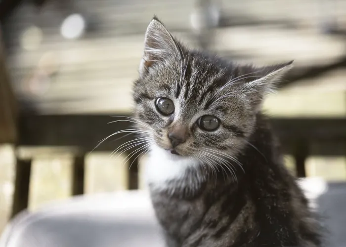 Framed Print : Playful little kitten with shiny big eyes and delicate whiskers sits quietly