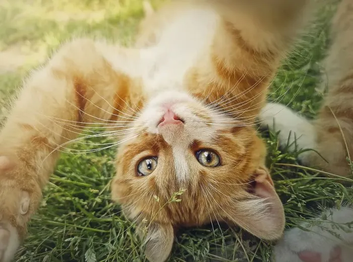 Framed Print : Playful orange kitten lying upside down on the green grass