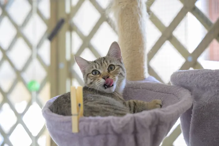 Framed Print : A playful tabby cat in a cat hammock licking its nose