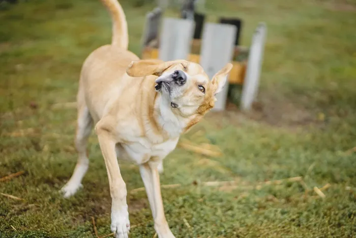 Framed Print : A playful yellow dog shaking its head energetically in an outdoor setting