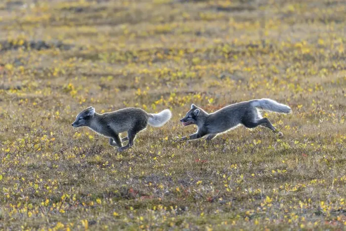 Framed Print : Playful young Arctic foxes (Vulpes lagopus)