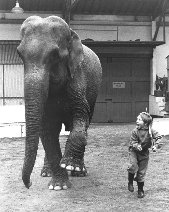 Framed Print : Playing elephant and boy, England, Great Britain Framed Print : Playing elephant and boy, England, Great Britain