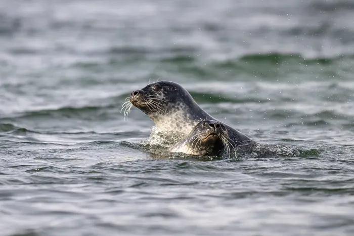 Framed Print : Two playing harbour seals (Phoca vitulina)