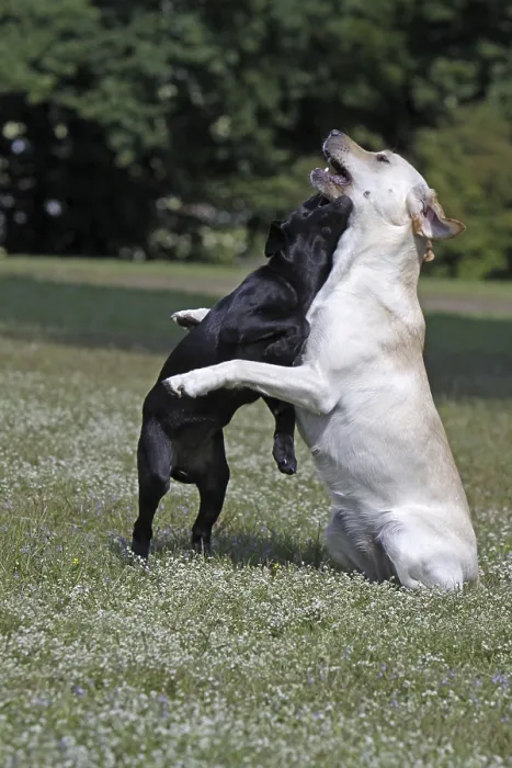 Framed Print : Playing Labrador Retrievers, including a black puppy Framed Print : Playing Labrador Retrievers, including a black puppy