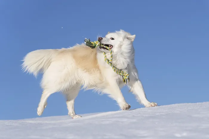Framed Print : Playing with the rope, Icelandic dog in the snow