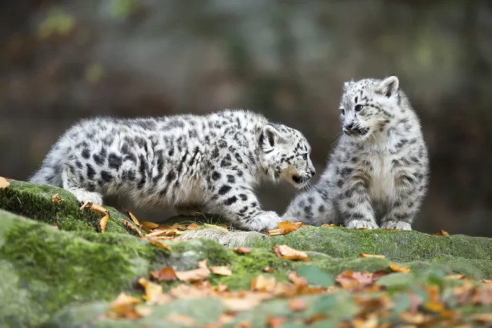 Framed Print : Two playing snow leopard cubs on a mossy rock
