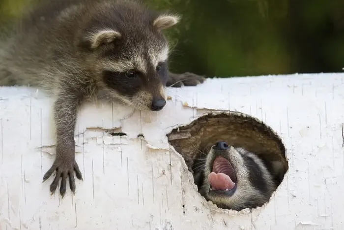 Framed Print : Playing young racoons
