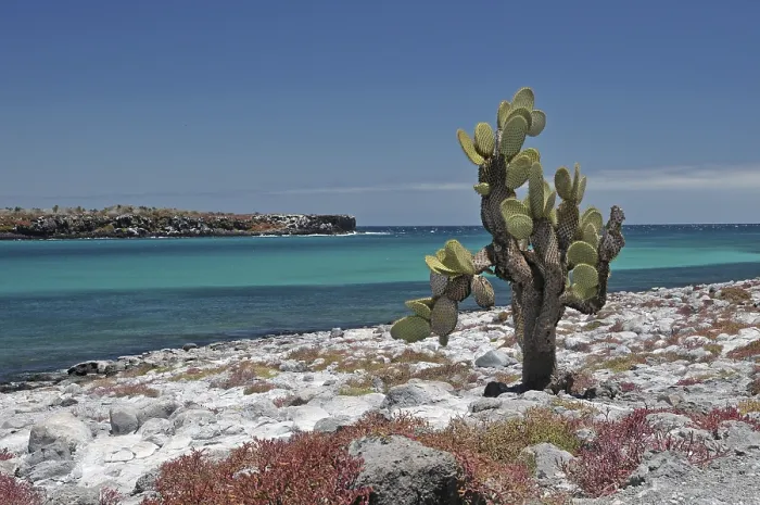 Framed Print : Plazas, Galapagos