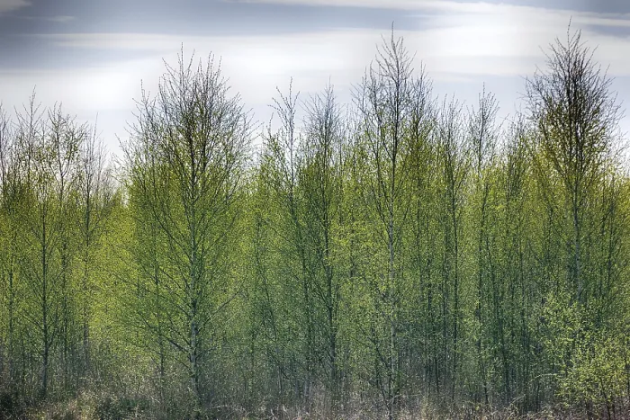 Framed Print : Pleasing man spring. Young bright green leaves blossomed on trees Framed Print : Pleasing man spring. Young bright green leaves blossomed on trees