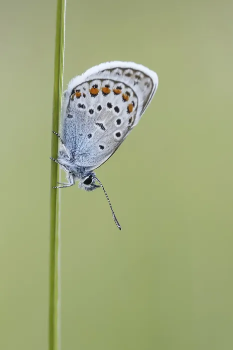 Framed Print : Plebejus argus, Argus-Blauling Framed Print : Plebejus argus, Argus-Blauling
