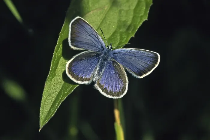 Framed Print : Plebejus argus, White-faced Blue, (male) Framed Print : Plebejus argus, White-faced Blue, (male)