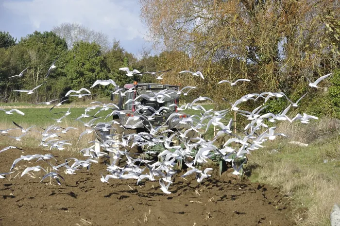 Framed Print : Plow tractor surrounded by seagulls Framed Print : Plow tractor surrounded by seagulls