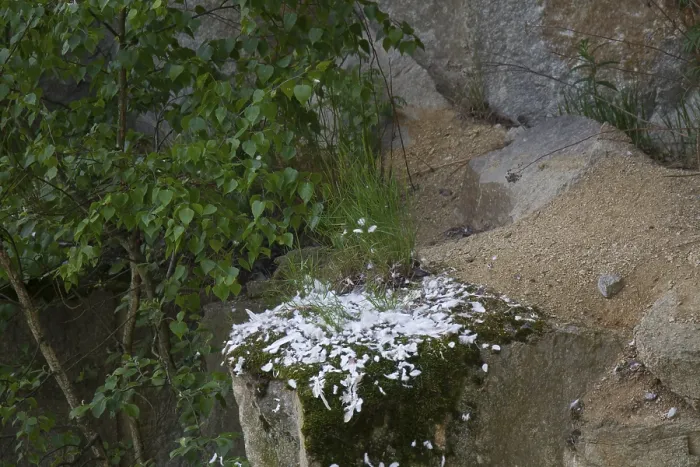 Framed Print : Plucking place of a peregrine falcon