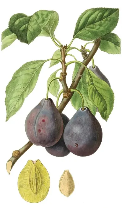 Framed Print : Plum, Ickworth Imperatrice plum Framed Print : Plum, Ickworth Imperatrice plum