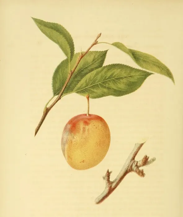 Framed Print : Plum of the Jefferson Plum variety Framed Print : Plum of the Jefferson Plum variety