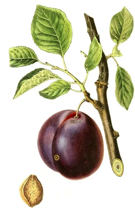 Framed Print : Plum of the Mimms variety, plum Plum of Mimms Garden