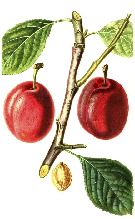 Framed Print : Plum, plum variety, The Isabella Plum