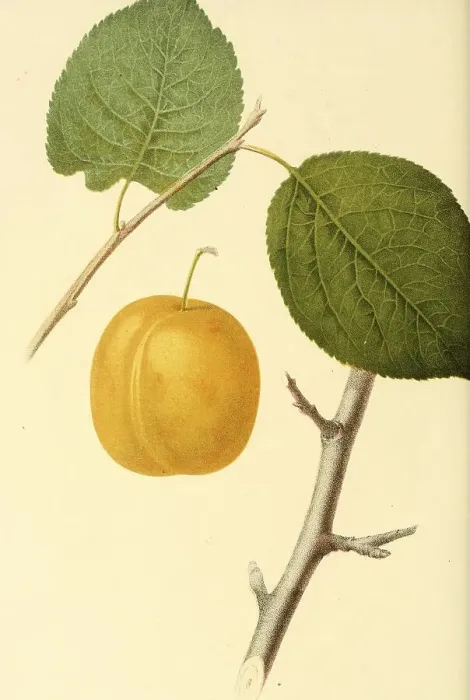 Framed Print : Plum of the Washington Plum variety Framed Print : Plum of the Washington Plum variety