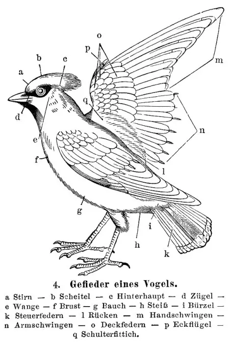 Framed Print : Plumage of a bird, illustration from Meyers Konversationslexikon encyclopedia
