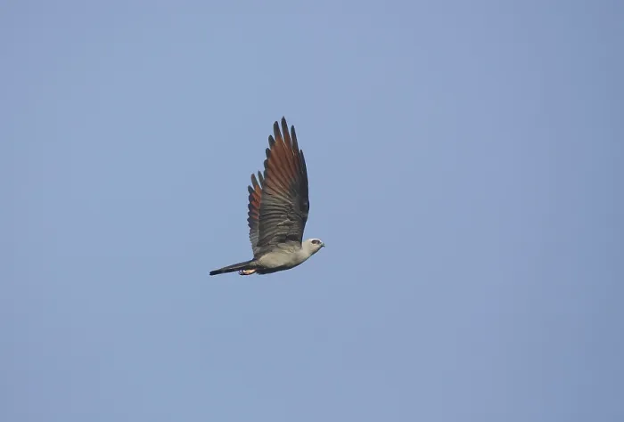 Framed Print : Plumbeous Kite (Ictinia plumbea) flying
