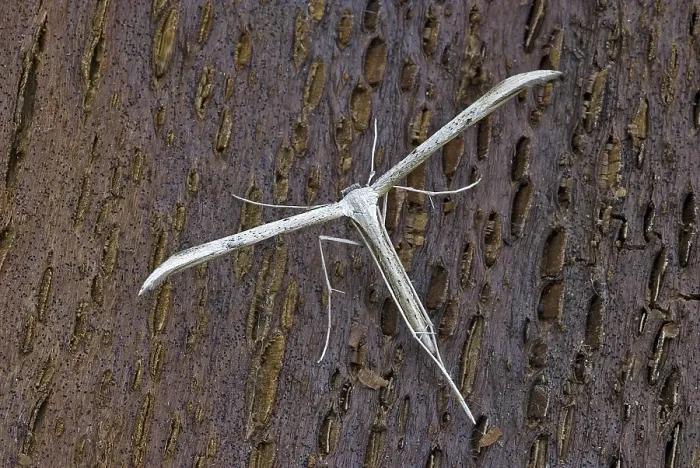 Framed Print : Plume Moth (Pterophoridae), adult resting on tree bark