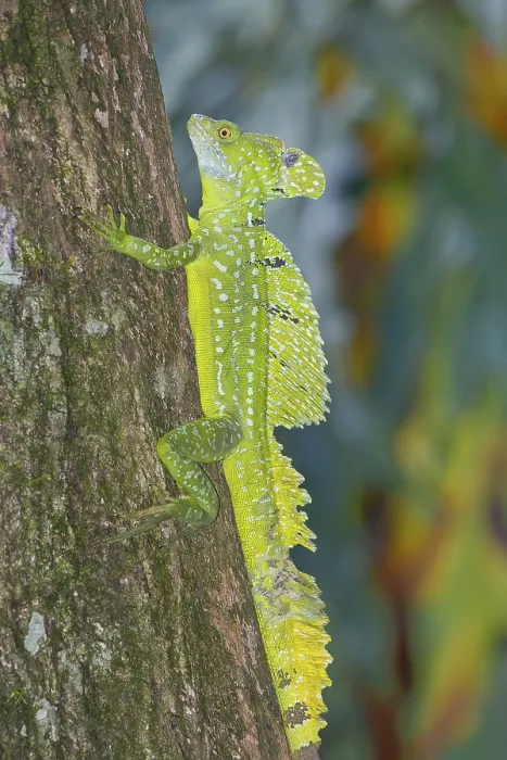 Framed Print : Plumed Basilisk (Basiliscus plumifrons) moving up tree Framed Print : Plumed Basilisk (Basiliscus plumifrons) moving up tree