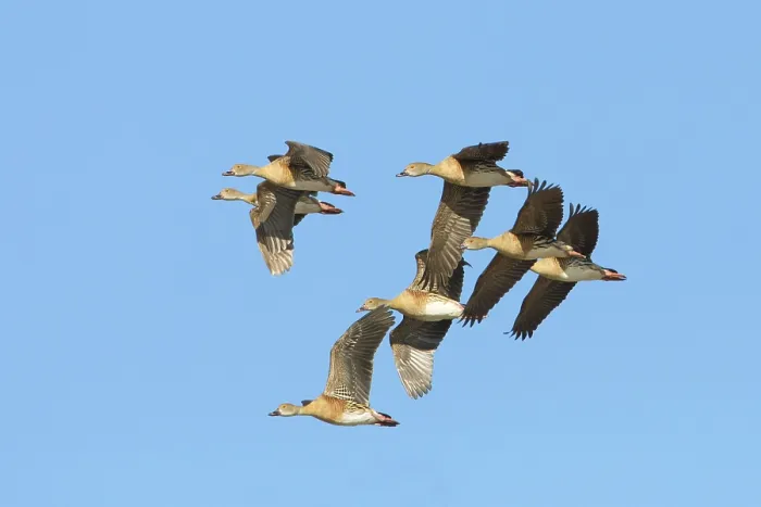 Framed Print : Plumed Whistling Duck (Dendrocygna eytoni) group flying Framed Print : Plumed Whistling Duck (Dendrocygna eytoni) group flying