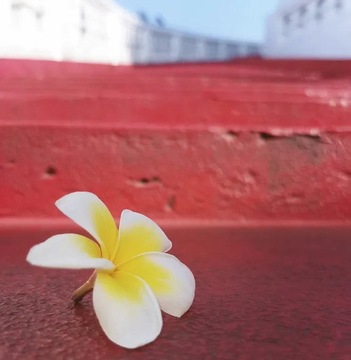 Framed Print : Plumeria flower on a red staircase Framed Print : Plumeria flower on a red staircase