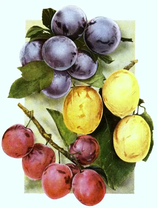 Framed Print : Plums of the variety: 1, Shippers pride Framed Print : Plums of the variety: 1, Shippers pride